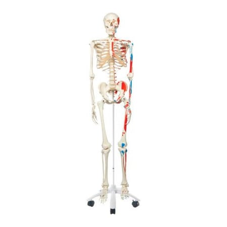 3B® Anatomical Model - Max The Muscle Skeleton On Roller Stand